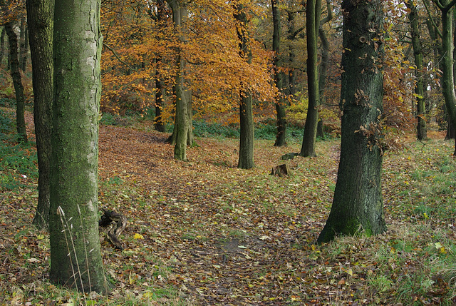 Path though Shire Hill Wood