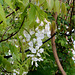 Le parfum du blanc- Jardin 19 -Wisteria brachybotrys 'Shiro Kapitan Fuji '