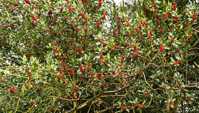 Holly berries