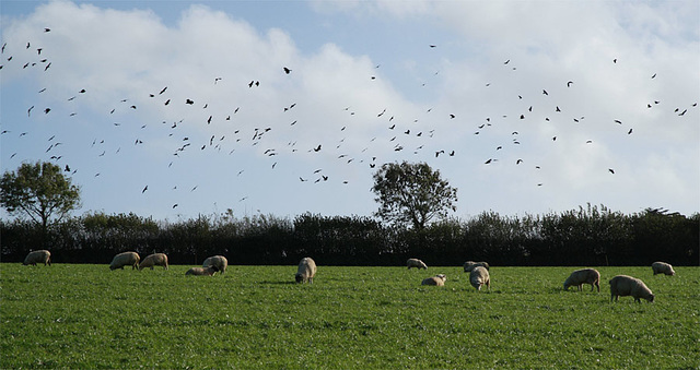 Rooks and sheep