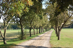 fruktarboj en aleo (Fruchtbäume in Allee.