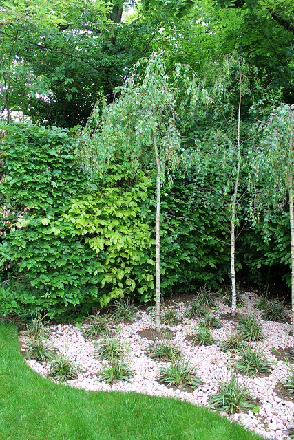Le parfum du blanc- Jardin 19 - Betula pendula 'Youngii '