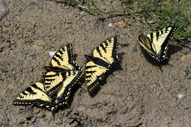 Canadian Tiger Swallowtail Canadian Tiger Swallowtail
