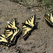 Canadian Tiger Swallowtail