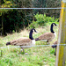 Farm geese