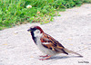 Sparrow