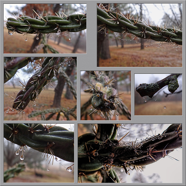 Dewdrops on spider silk on Chollo Cactus  ~~ Xtremey Prickley and Xplored