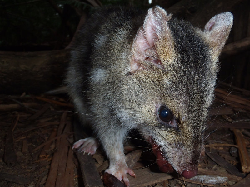 Tassie trip