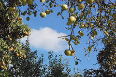 pomoj, nuboj, ĉielo (Äpfel,. Wolken, Himmel)