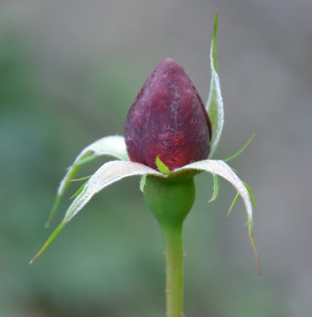 Un bouton de rose