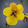 Moth Mullein Covered with Raindrops