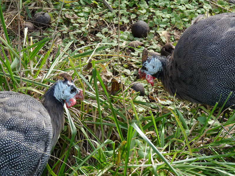 turkeys