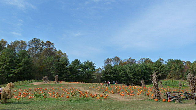 Queen Anne Farm