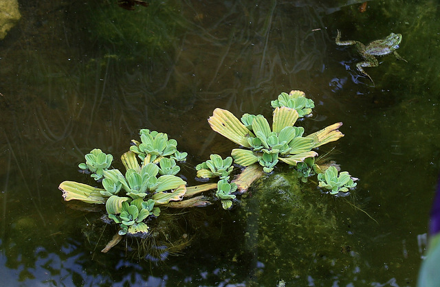 Parcours initiatique -Pistia - Copie