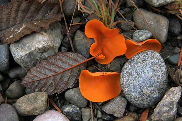 Orange Peel Fungus