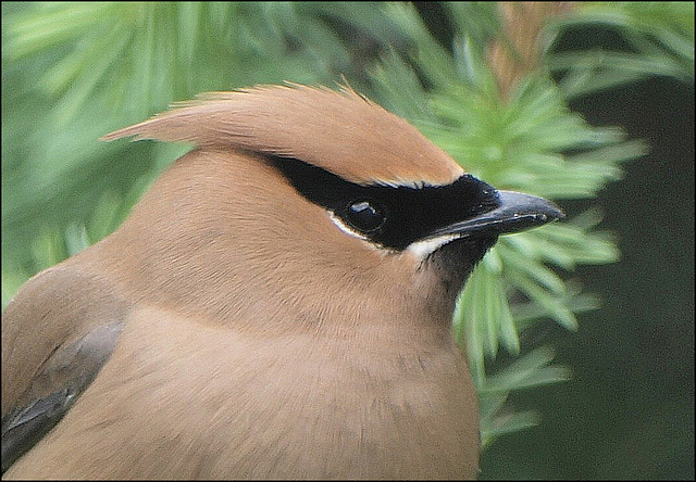 Wax Wing