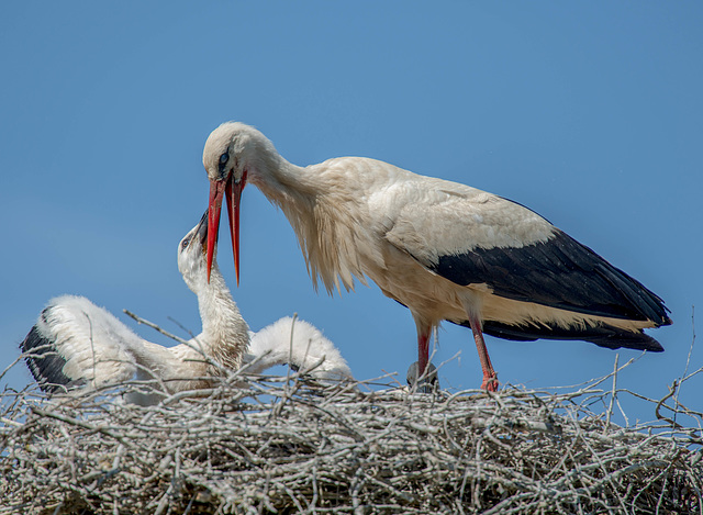 Cigogne et cigogneau