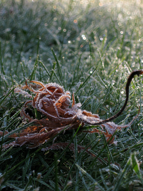 Fallen and Frozen...