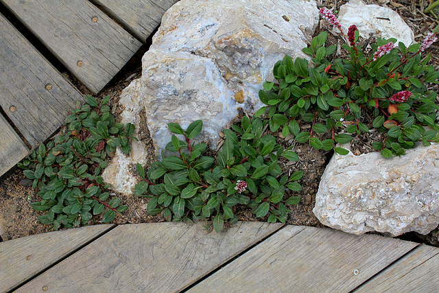 Parcours initiatique -Renouée- persicaria