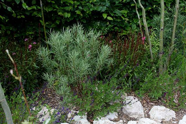 Salix rosmarinifolia