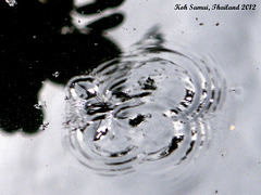 08a A Water Skater Making Ripples