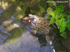 08b A Big Toad in the Pool