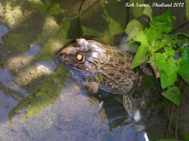 08b A Big Toad in the Pool