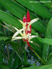 09 Undergrowth Flower