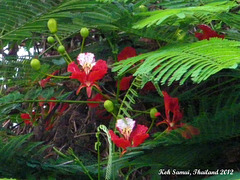 10 Wild Tree Flowers by Our Room
