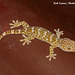 11a Large Tokay Gecko