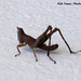 11b Large Grasshopper Nymph