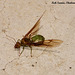 11c Oecophylla smaragdina (Weaver Ant)
