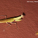 11e A Praying Mantis: Tenodera aridifolia?