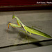11f A Praying Mantis: Tenodera pinnapavonis