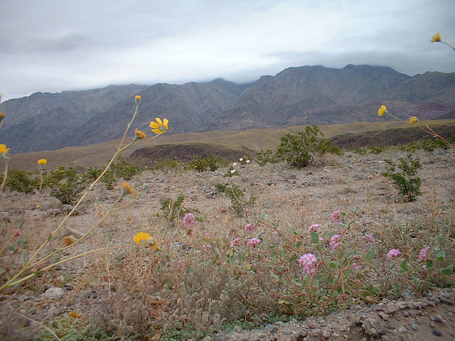 death valley 3 - 63