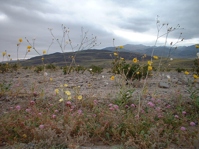 death valley 3 - 64