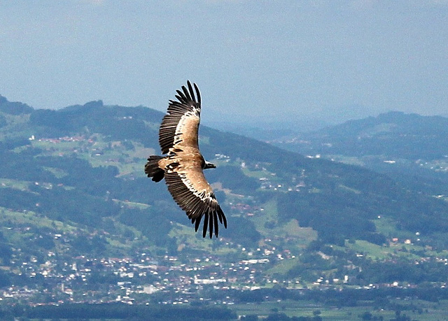 Gänsegeier