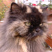 My old persian tortoiseshell.