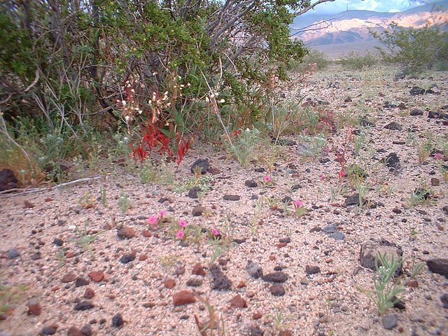 death valley 3 - 82