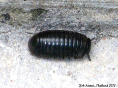 40 Hyleoglomeris sps