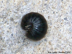 40a Hyleoglomeris sps Curled Up