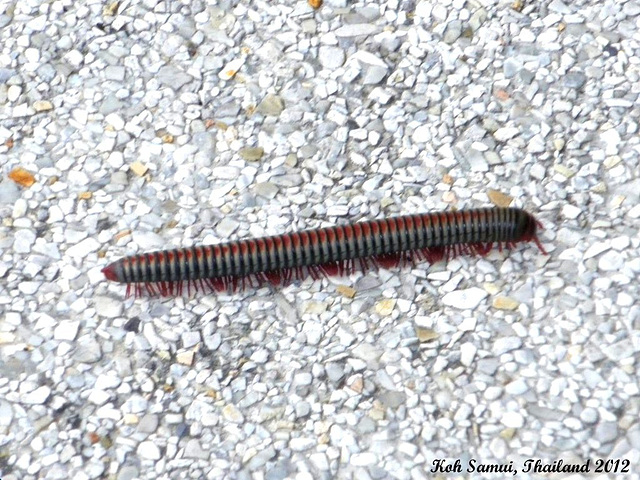 41 Thai Rainbow Millipede