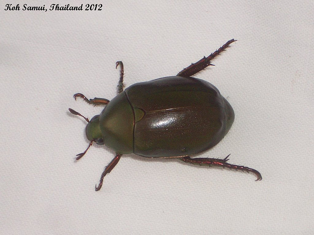 41a Water Beetle