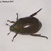 41a Water Beetle
