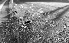 Grasses on the road edge