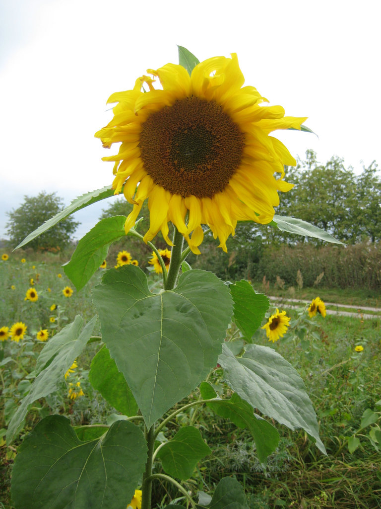 Helianthus annuus - Sonnenblume