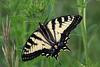 Canadian Tiger Swallowtail