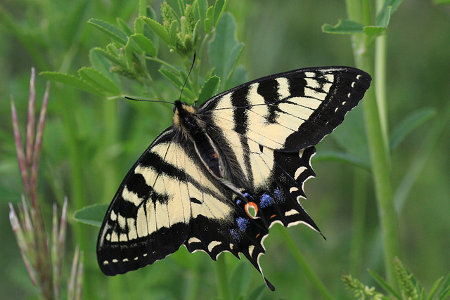 Canadian Tiger Swallowtail