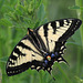 Canadian Tiger Swallowtail