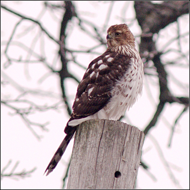 The Hawk on the Telephone Pole